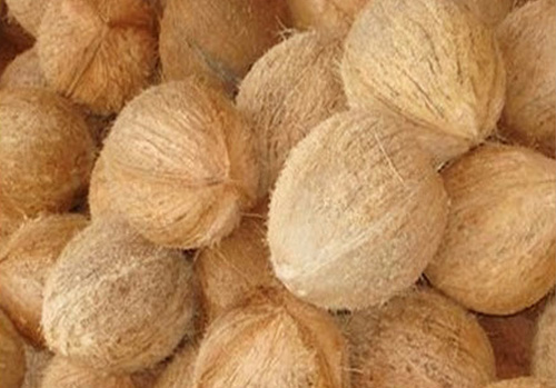 Fresh Coconuts, Packaging Type : 13 kg, 13.50 kg