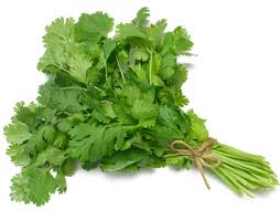 Fresh Coriander Leaves