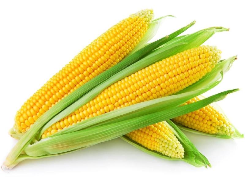 yellow maize