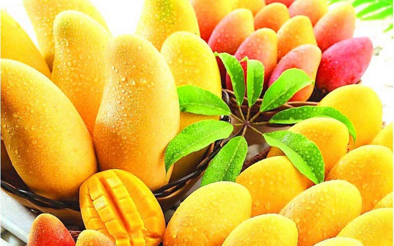 Organic fresh mango, Packaging Type : Corrugated Box