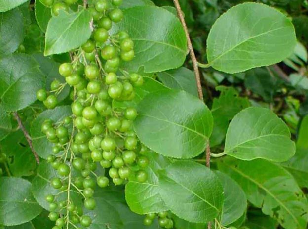 Image result for Commiphora Mukul