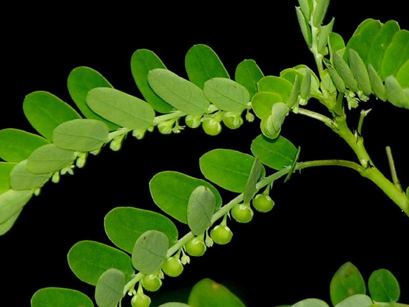 phyllanthus niruri ananta shree herbal