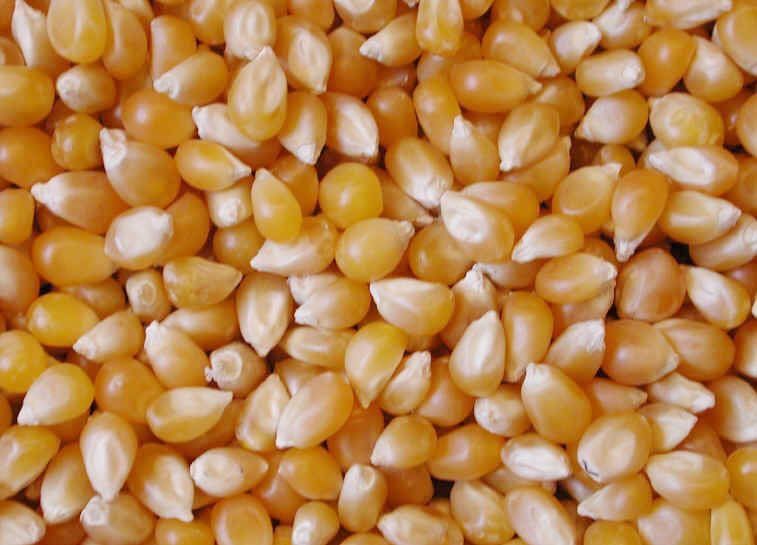 Yellow Corn Seed