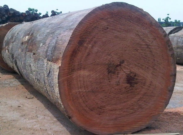 Non Polished Plain Padauk Teak Wood, Color : Brown