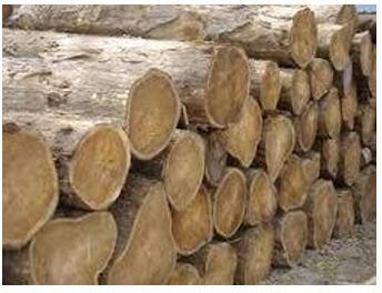 Ecuador Teak Wood Round Logs