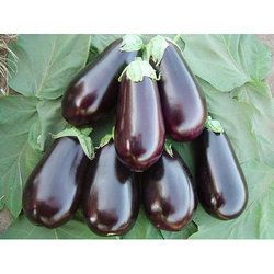 Brinjal