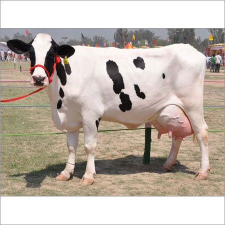Holstein Friesian Cow, for Dairy Use, Farming Use, Color : White