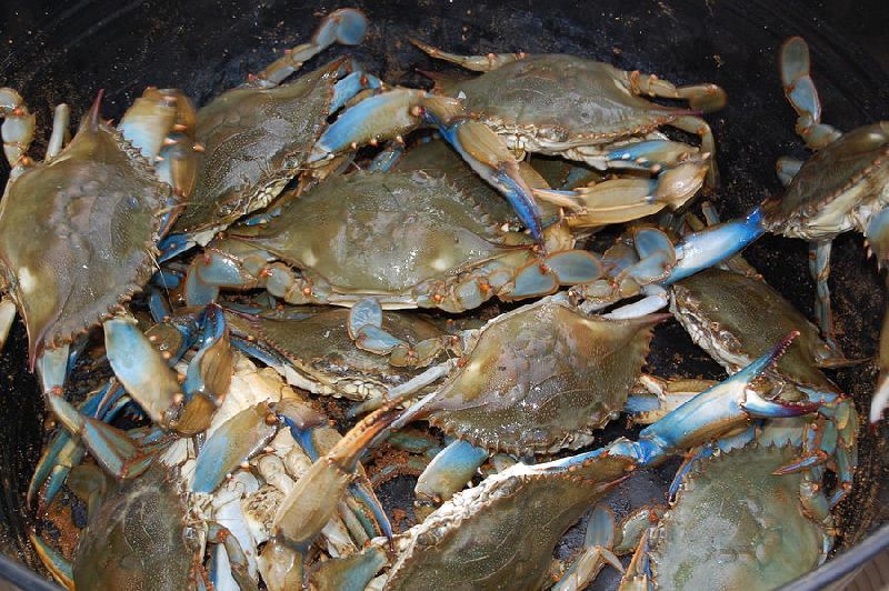 Live Crabs