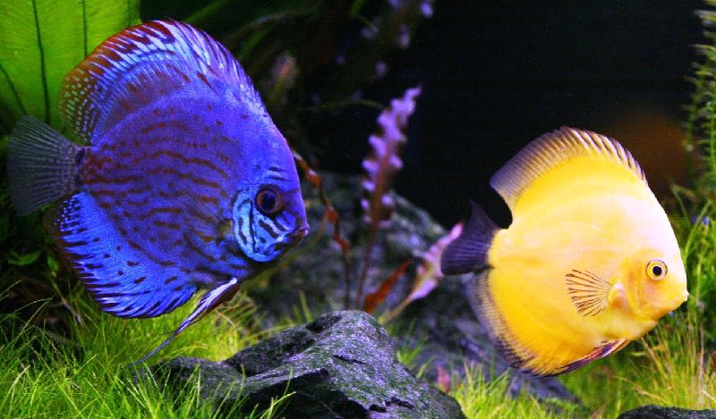 Live Ornamental Fish