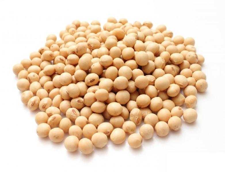 Soybean seeds