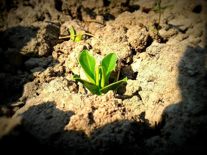 Plantation Plant