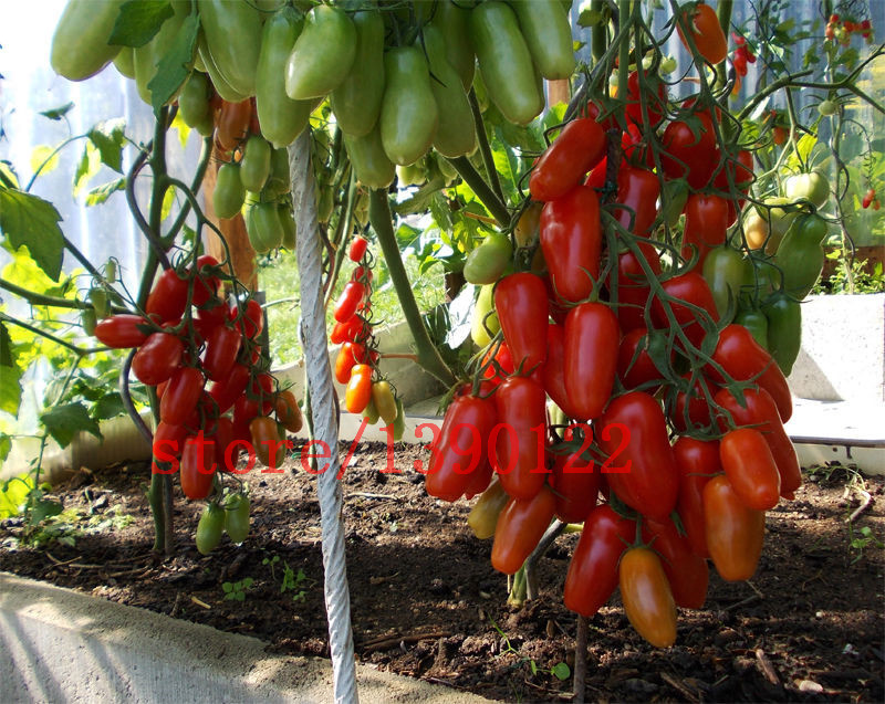 Big Cherry Tomato