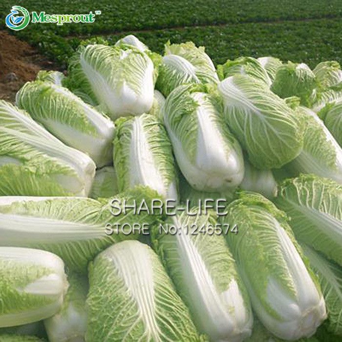 cabbage