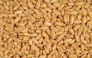 Grains wheat