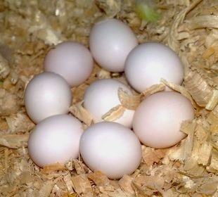 conure eggs for sale