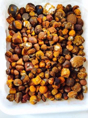 Cow Gallstones