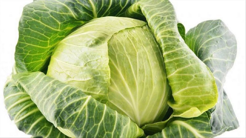 Fresh Cabbage