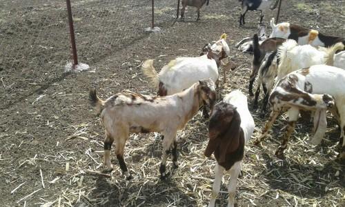 Sirohi Goat Male