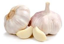 Garlic