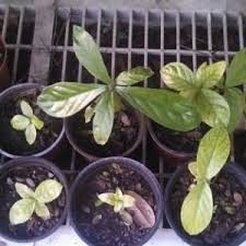 Chacruna Plant