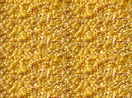 Foxtail Millet Seeds