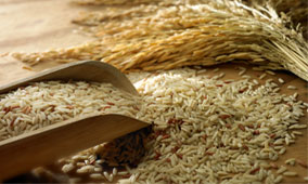 Common Paddy Rice, for Cooking, Style : Dried