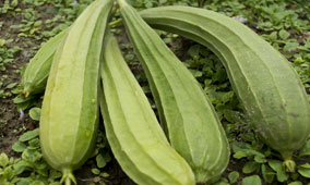 ridge gourd