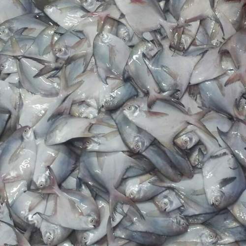 Frozen White Pomfret Fish