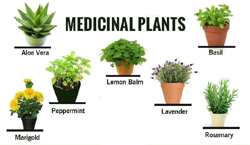 Medicinal Plant