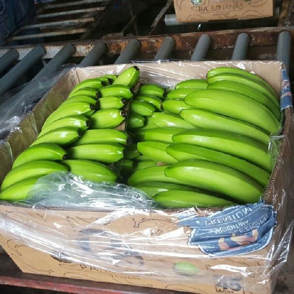 Common Cavendish Bananas, Color : Green/ Yellow
