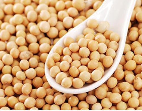 Soybean seeds, for Cooking, Beverage Drinks, Animal Feed, Feature : Low Moisture