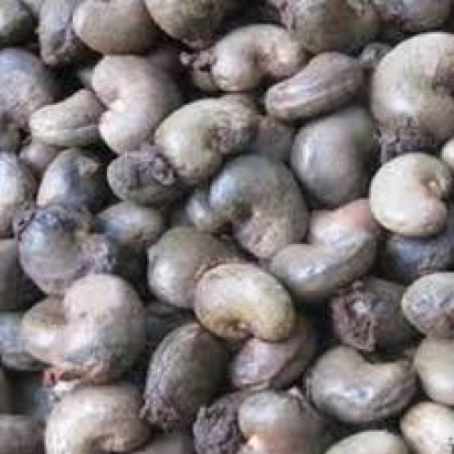 Raw Cashew Nuts Manufacturer in Gujarat 