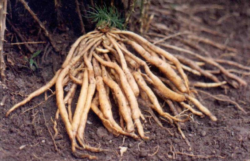Shatavari Roots, Grade Standard : Medicinal Grade
