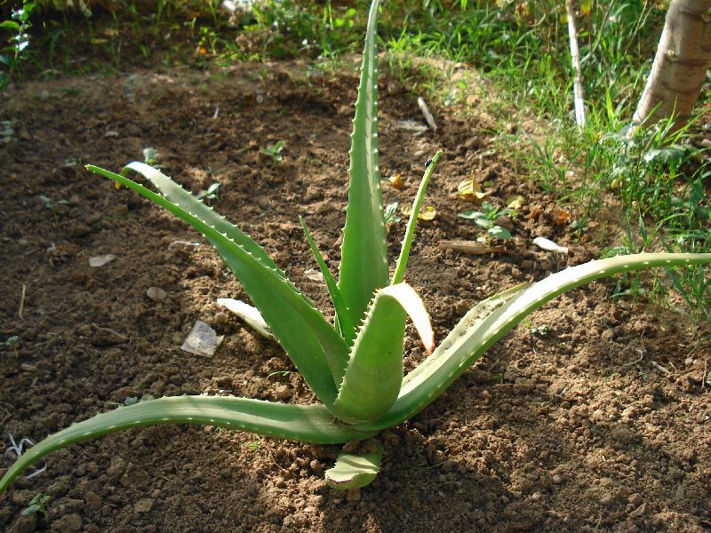 Organic Aloe Vera Plant, for Cosmetic, Medicines, Feature : Easy To Grow, Insect Free, Well Drained