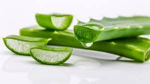 Aloe Vera Pulp