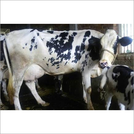 Healthy HF Breed Cow