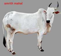 Live Amrit Mahal Cow