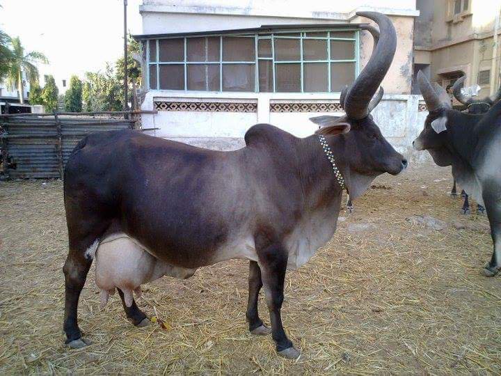 Live Kankrej Cow Manufacturer in Karnal Haryana India by Anmol ...