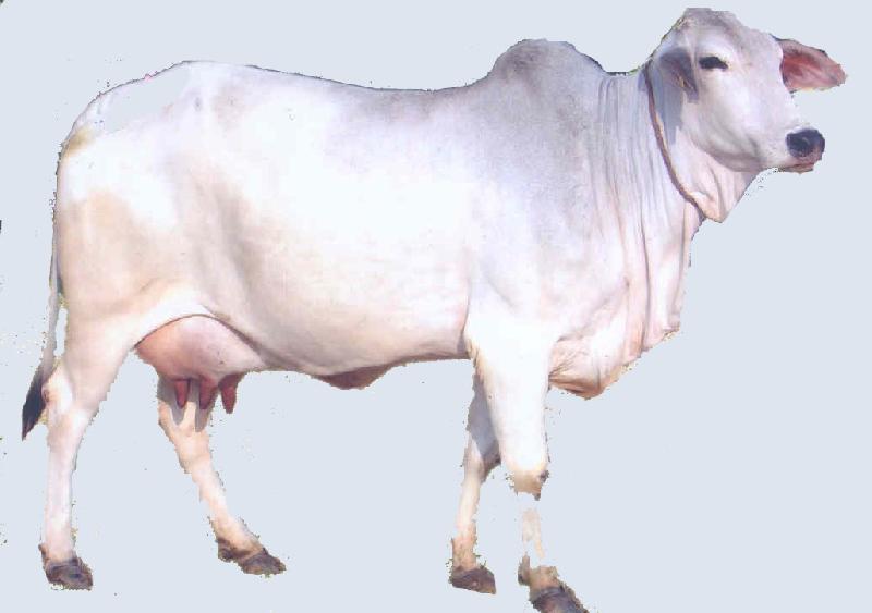 Live Tharparkar Cow