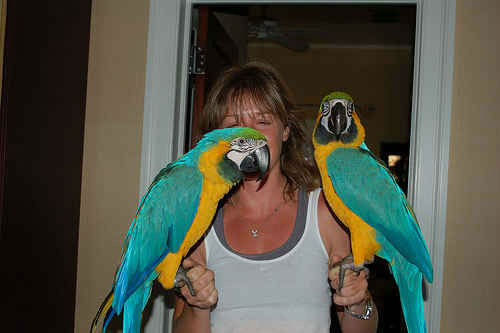 Macaw Parrot Price In Delhi