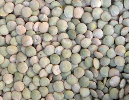 Lentil Seeds