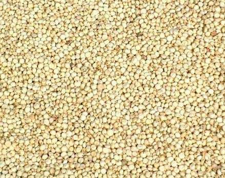 Sorghum Seeds