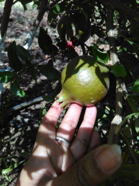Ashtad Fruit Fresh Pomegranate, Certification : FSSAI Certified