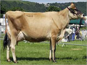 Jersey Special Cow