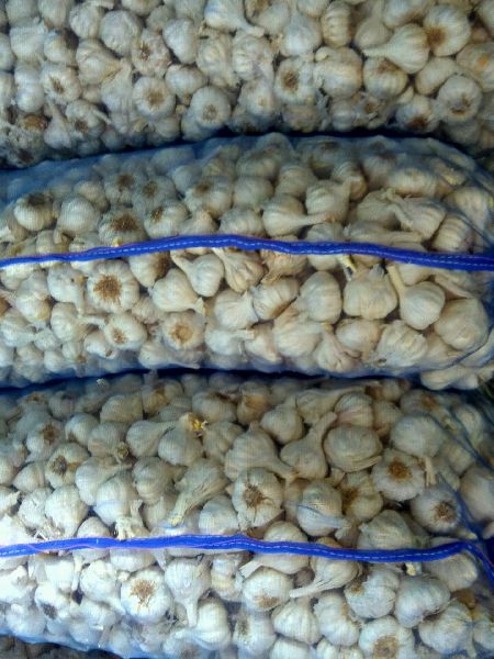 Fresh Indian Garlics