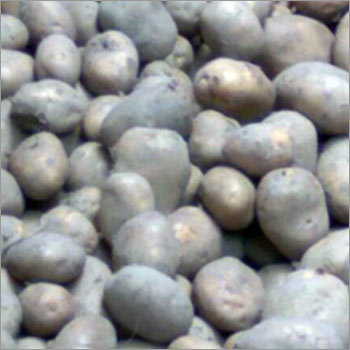 CANDID IMEX Fresh White Potato