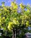 Indian Laburnum-Purging Cassia