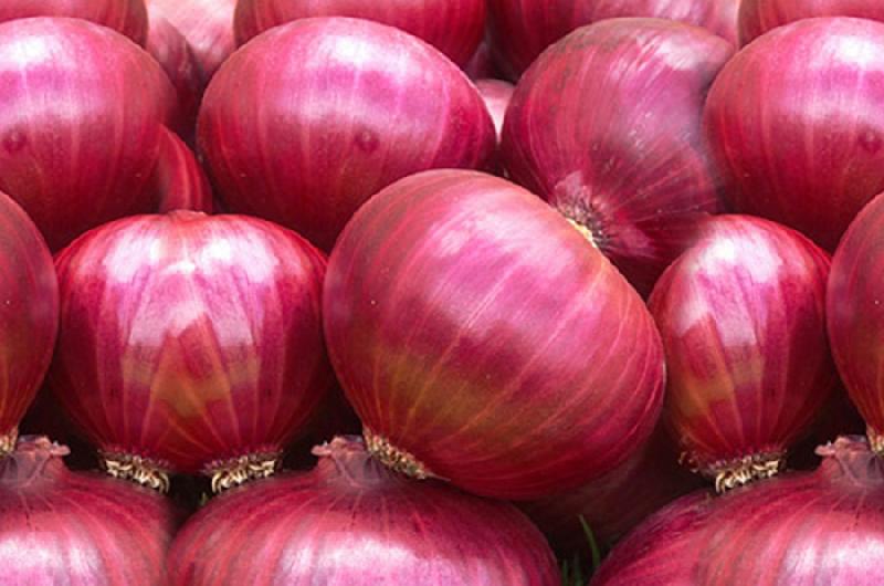 Red onions, Certification : APEDA