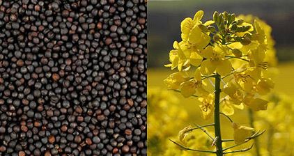 Rapeseeds