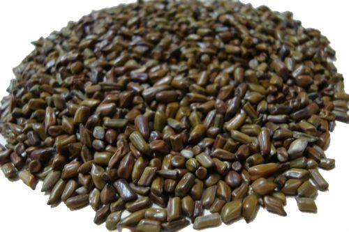 cassia tora seeds